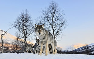 low-angle photography of pack of wolves in the snow